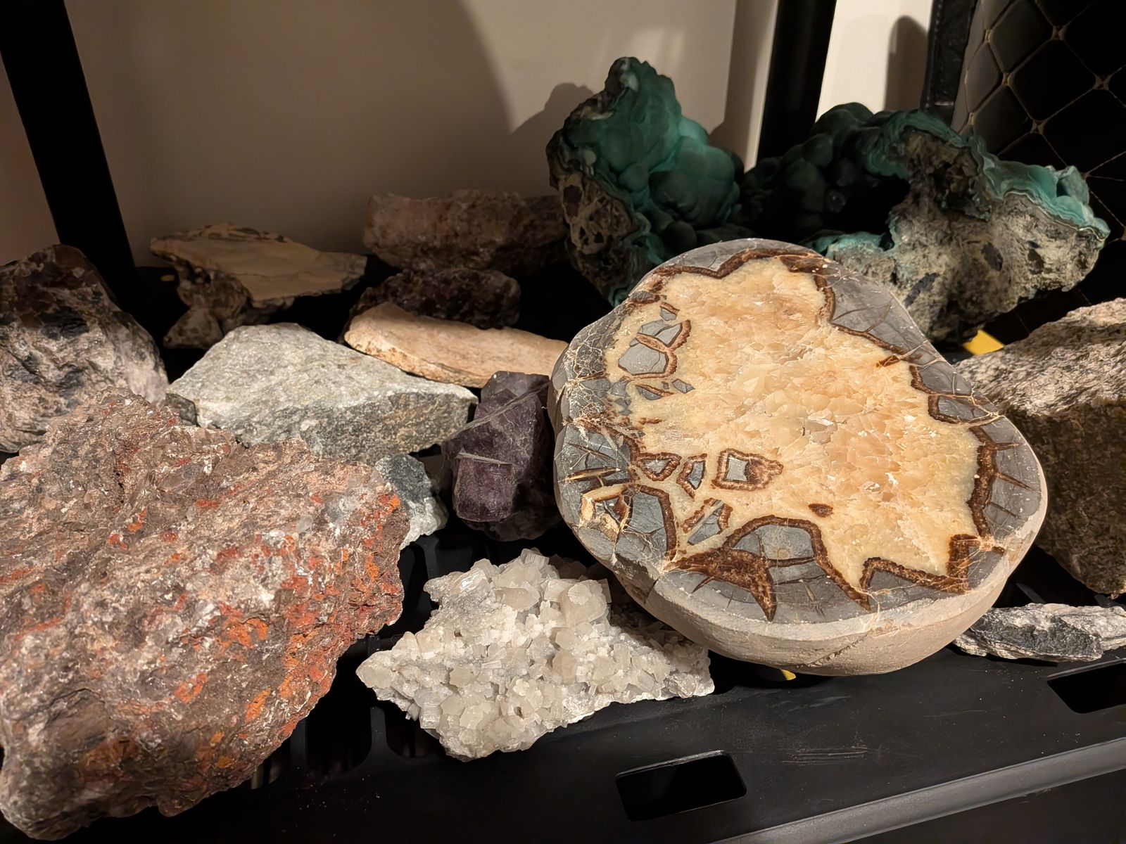 Specimens laid out on the black bench